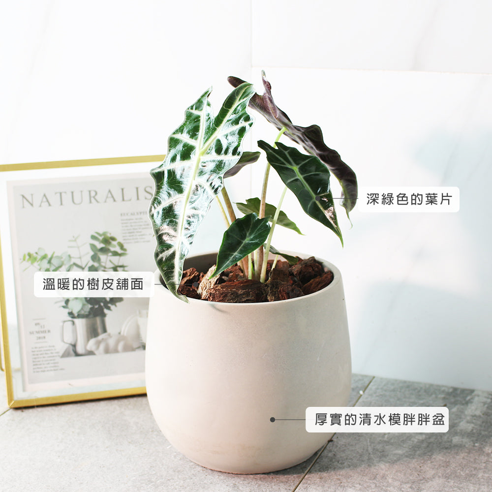 黑葉觀音蓮 | 非洲面具 | 簡潔且明顯的線條 | 室內植物