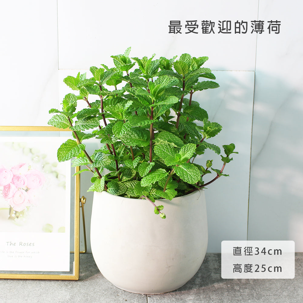 綠薄荷 | 泡茶、薄荷醬、mojito、甜點｜荷蘭薄荷｜最受歡迎的薄荷｜陽光植物