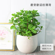 綠薄荷 | 泡茶、薄荷醬、mojito、甜點｜荷蘭薄荷｜最受歡迎的薄荷｜陽光植物
