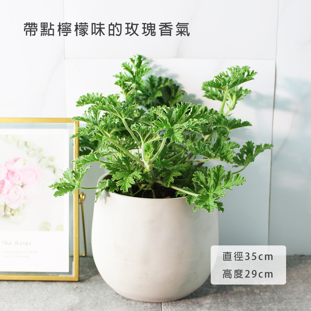 玫瑰天竺葵 | 極少蟲害｜花和葉可泡茶｜泡茶帶酸味 | 甜香天竺葵｜食用花｜陽光植物