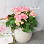 麗格海棠 | 開花量大 | 玫瑰海棠｜陽光植物｜花色隨機出貨