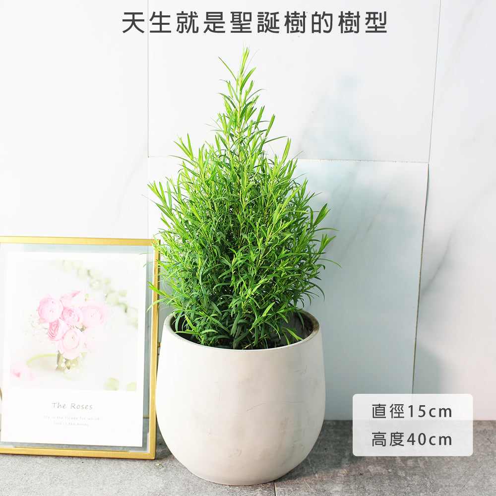 澳洲茶樹 | 天然沙威隆的味道 | 用手搓葉片就有香氣｜陽光植物