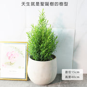 澳洲茶樹 | 天然沙威隆的味道 | 用手搓葉片就有香氣｜陽光植物