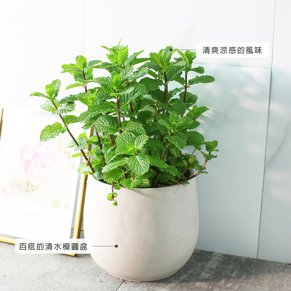 綠薄荷 | 泡茶、薄荷醬、mojito、甜點｜荷蘭薄荷｜最受歡迎的薄荷｜陽光植物