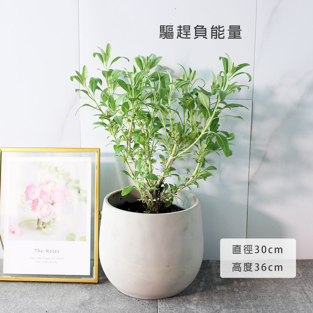 白鼠尾草 | 聖白鼠尾草 | 淨化空間 | 驅趕負能量 | 陽光植物
