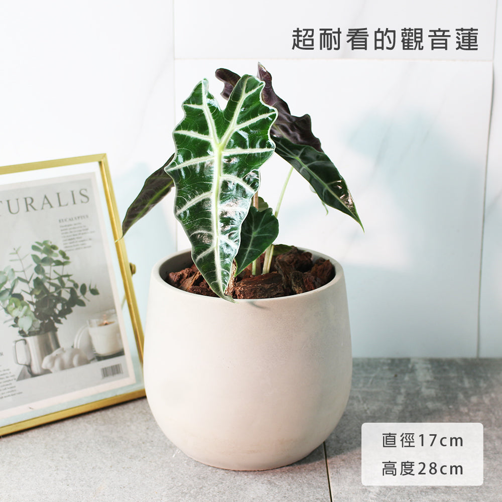 黑葉觀音蓮 | 非洲面具 | 簡潔且明顯的線條 | 室內植物