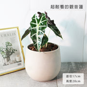 黑葉觀音蓮 | 非洲面具 | 簡潔且明顯的線條 | 室內植物