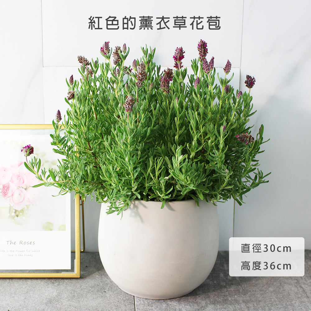 法國紅花薰衣草 | 紅色的花苞 | 味道強香｜陽光植物