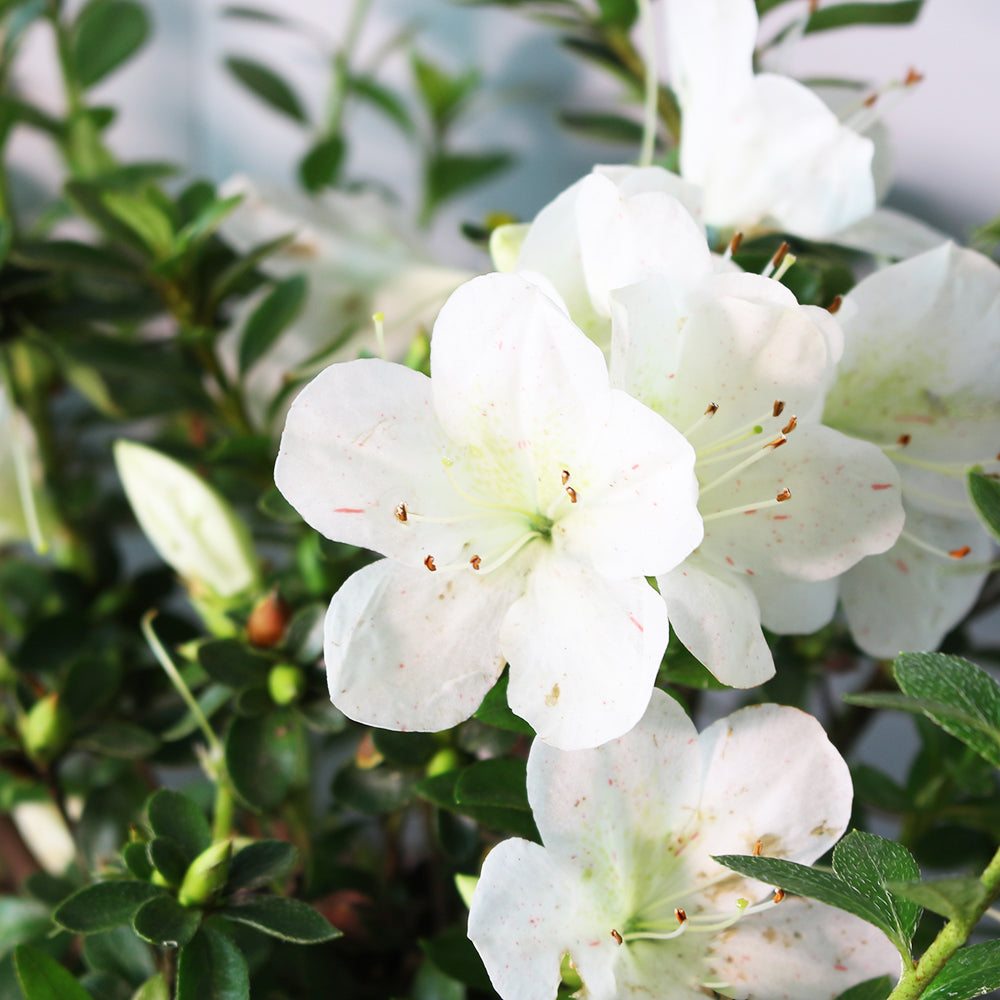 臯月三色杜鵑 | 花色會從白色變成粉色 | 日本杜鵑 | 陽光植物