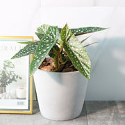 白冰秋海棠 | 白色冰滴的斑點 | 藝術家創造的品種 | 室內植物