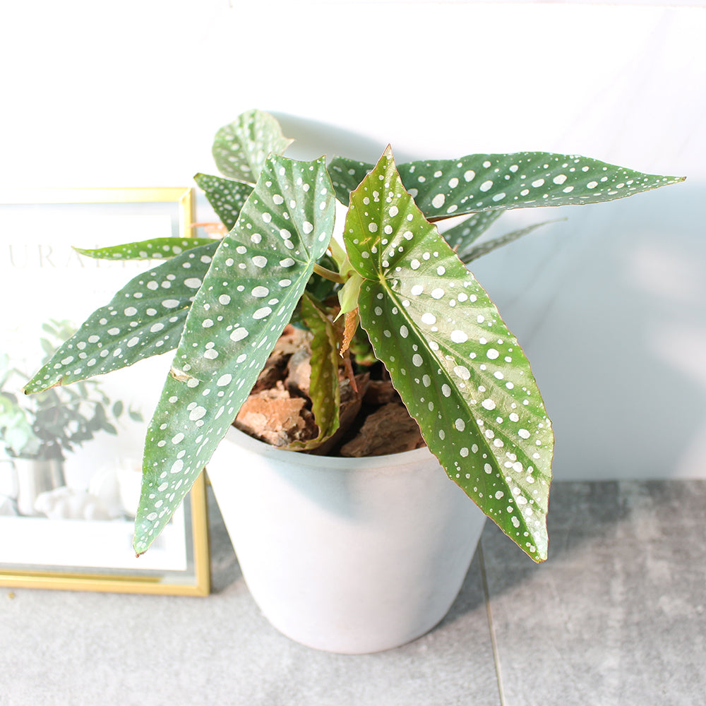 白冰秋海棠 | 白色冰滴的斑點 | 藝術家創造的品種 | 室內植物