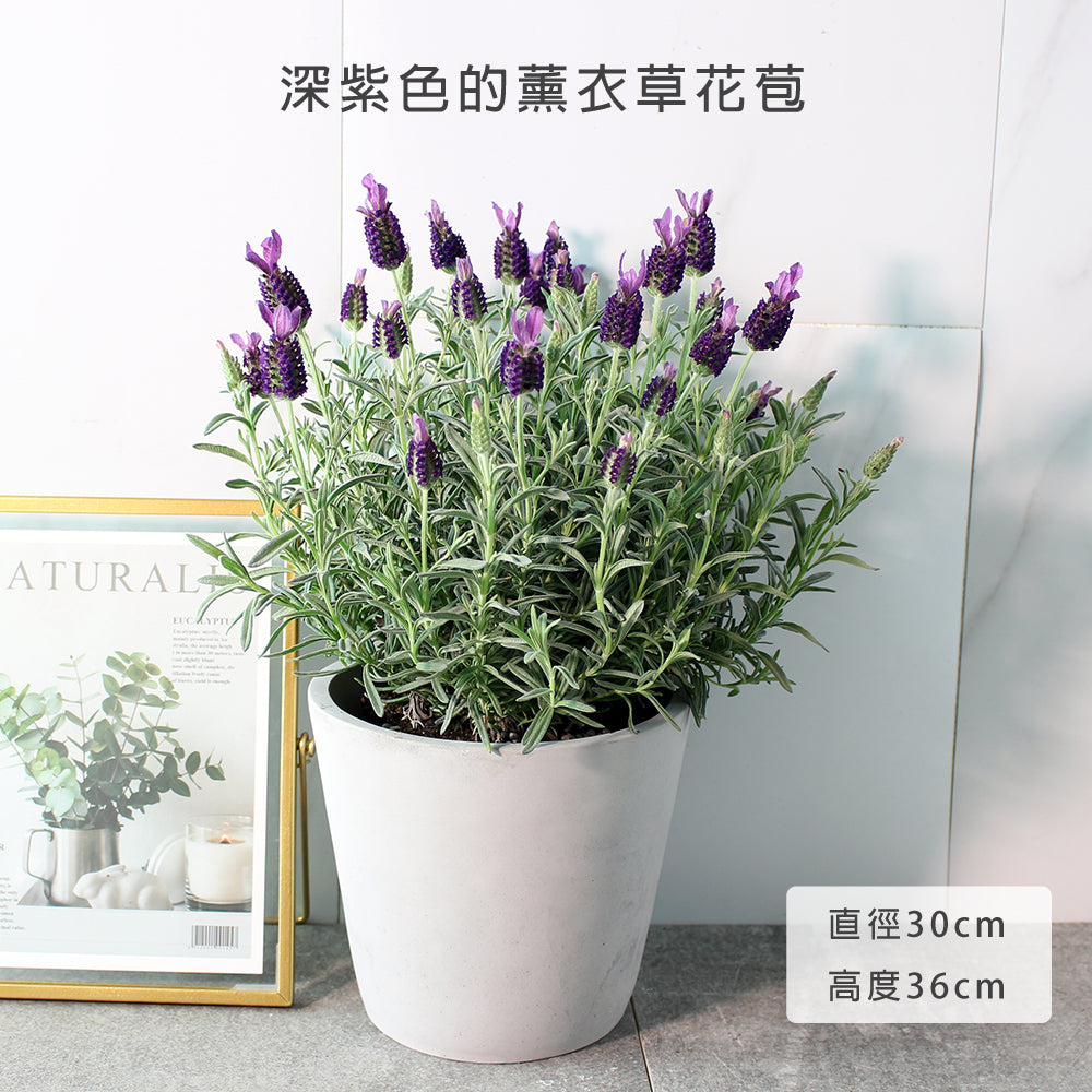 西班牙薰衣草 | 兔子的小耳朵 | 濃烈的薰衣草香氣 | 陽光植物