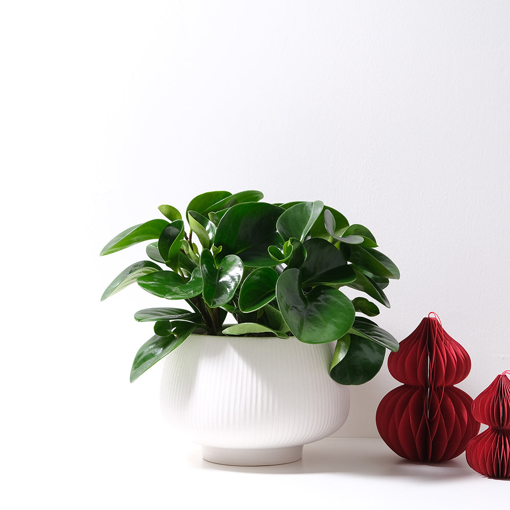 圓葉椒草 | 圓葉金錢樹 | 好照顧 | 兒童、 寵物安全 | 移除甲醛 | 室內植物