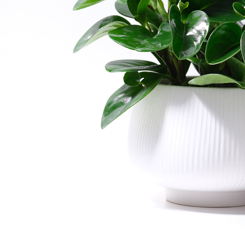 圓葉椒草 | 圓葉金錢樹 | 好照顧 | 兒童、 寵物安全 | 移除甲醛 | 室內植物