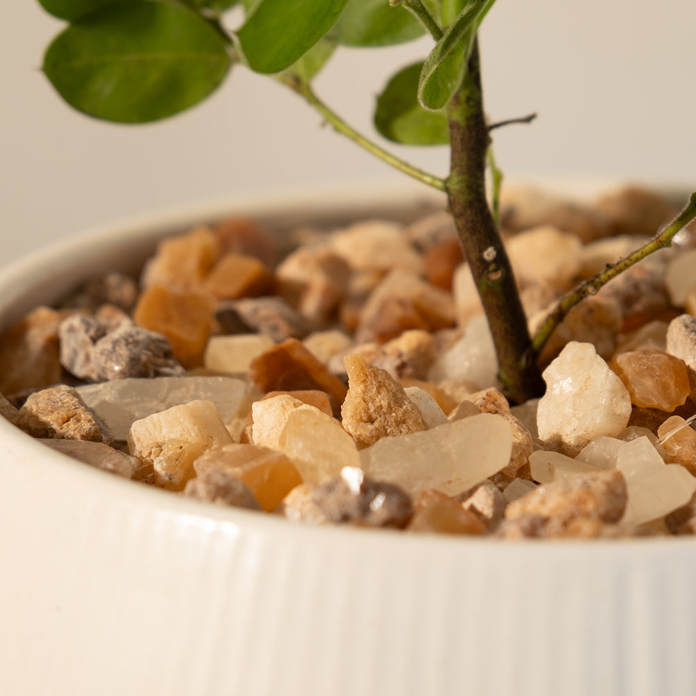 銀葉金合歡｜浪漫銀葉與黃金花海｜居家招財與森林系景觀首選 ｜陽光植物