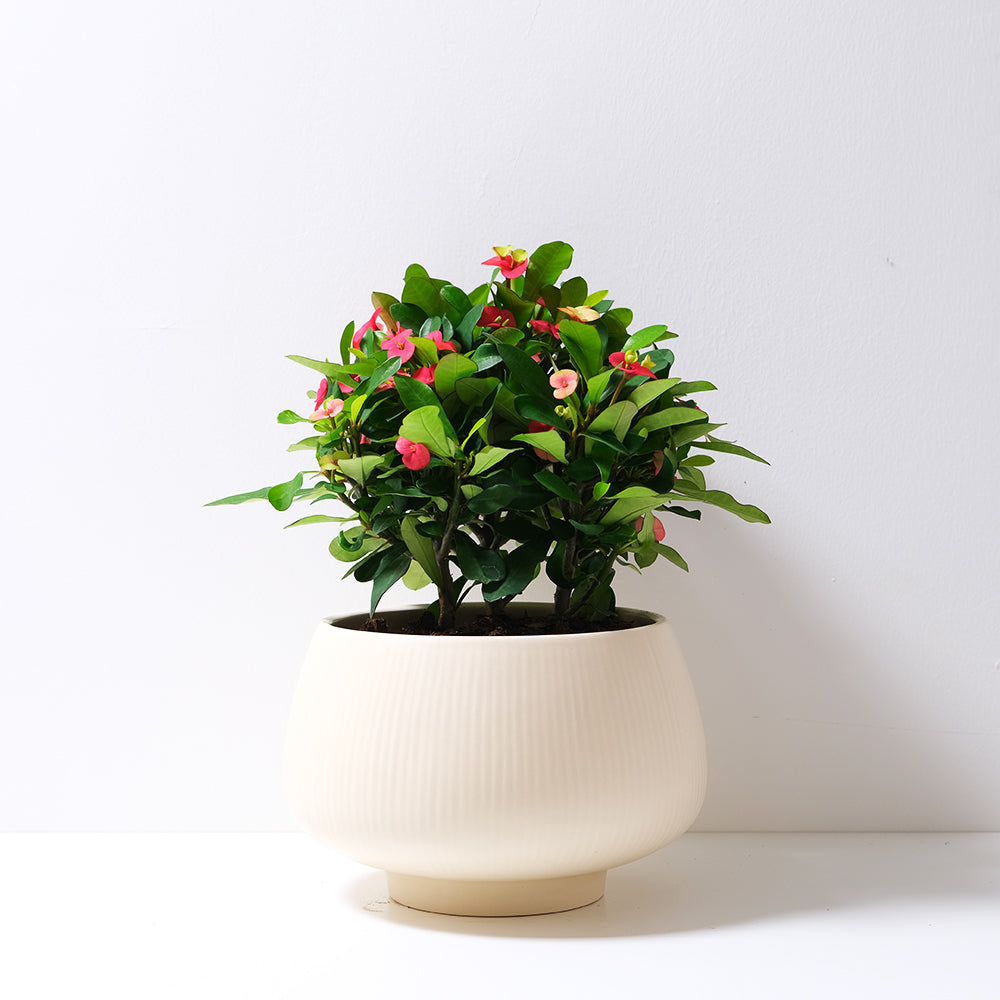 麒麟花 | 擋煞 | 軟刺少刺品種 | 耐曬、耐旱、好照顧的懶人植物 | 陽光植物