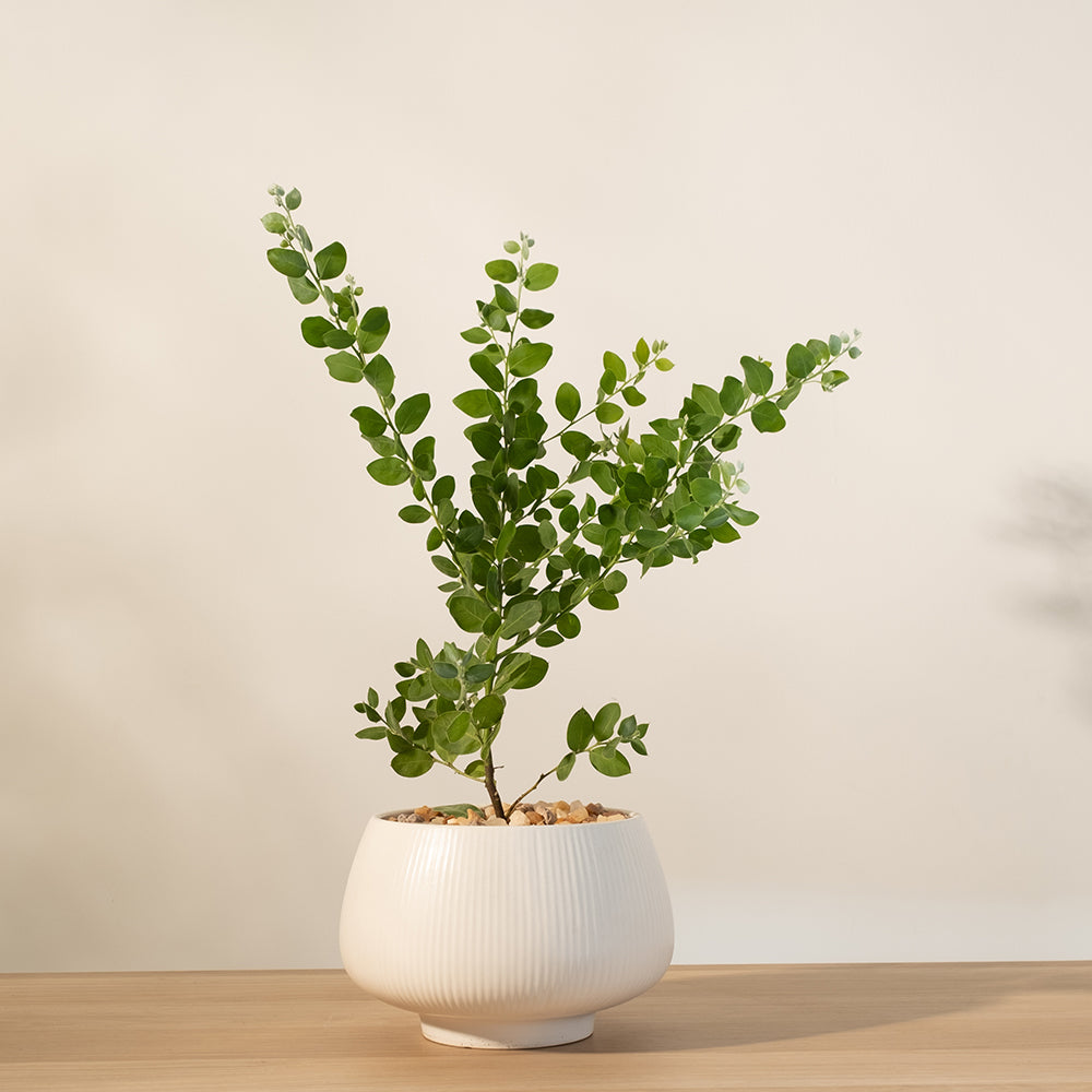 銀葉金合歡｜浪漫銀葉與黃金花海｜居家招財與森林系景觀首選 ｜陽光植物