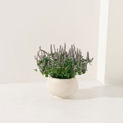 仙草 | 消暑聖品，清涼回甘 | 陽光植物