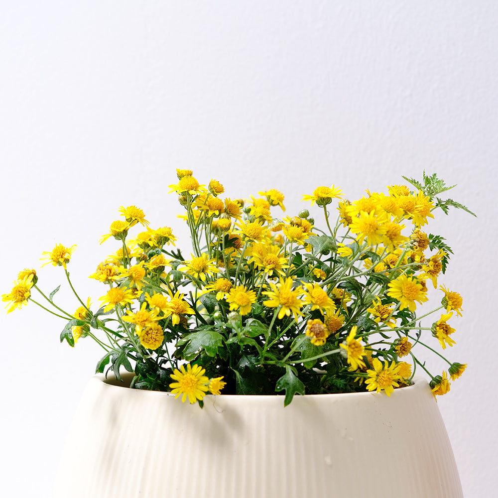 油菊 | 阿里山油菊 | 食用花 | 陽光植物