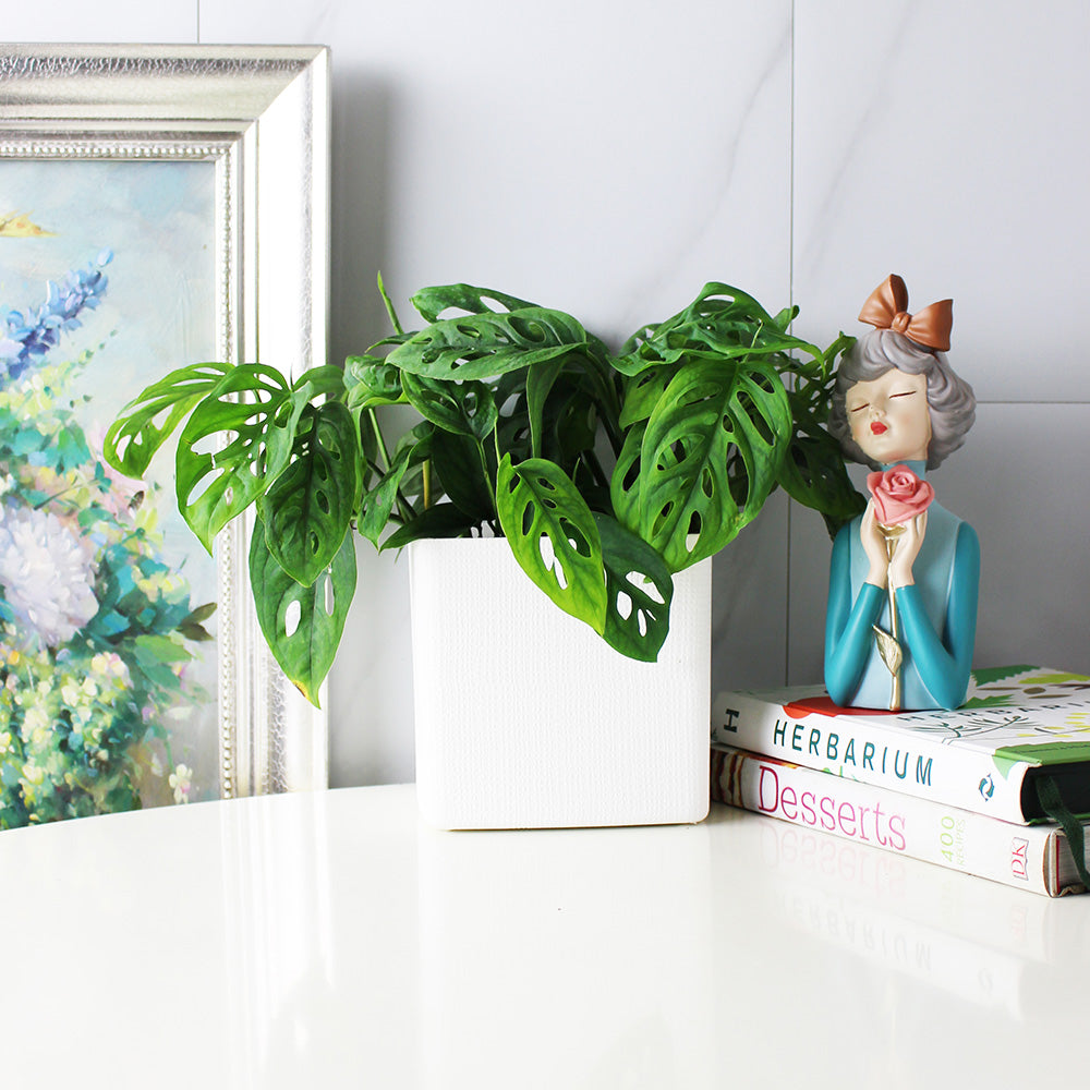 窗孔龜背芋 | 洞洞龜背芋 | 洞洞蔓綠絨 | 室內植物