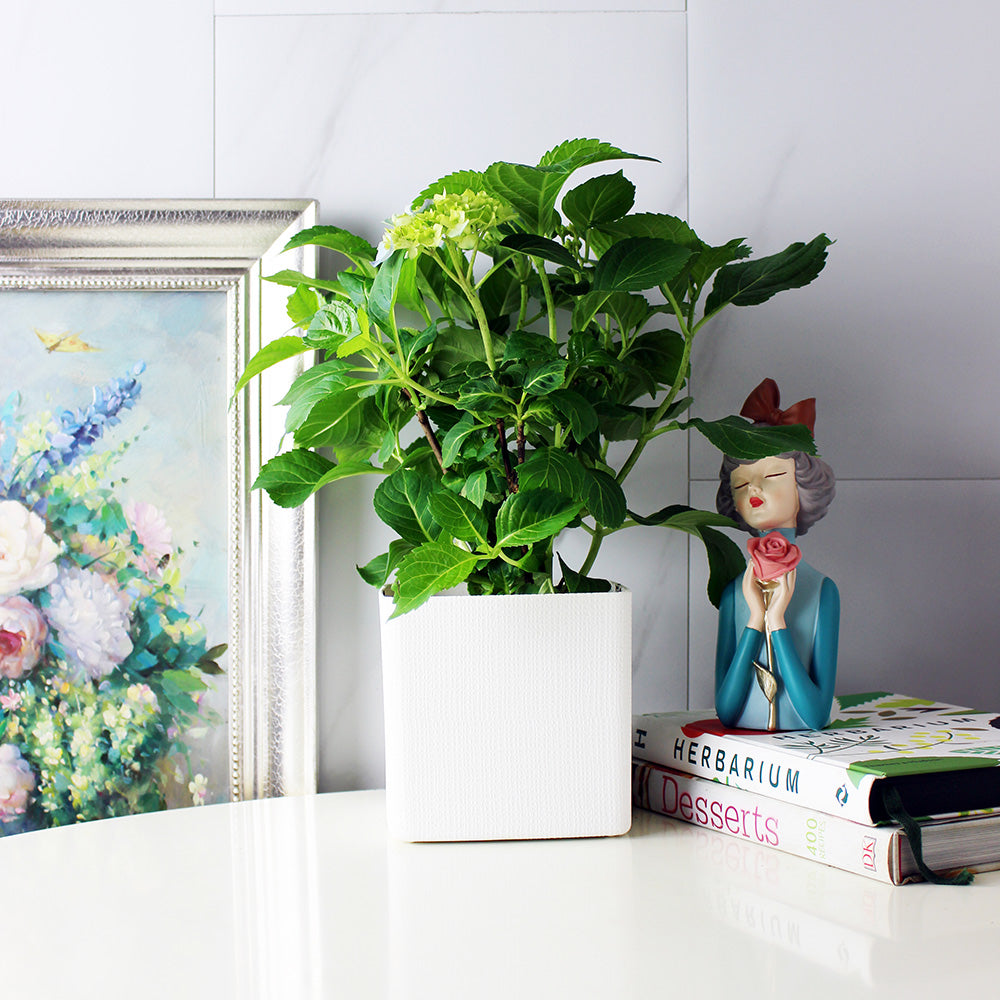 妖精之瞳繡球花 | 日本紫陽花 | 藍色花朵 | 重瓣繡球 | 陽光植物