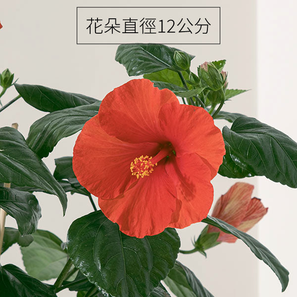 大花扶桑 | 朱槿 | 財運亨通 、聚集人氣 | 陽光植物