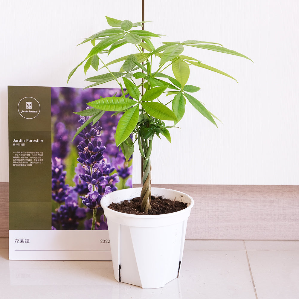 馬拉巴栗盆栽 | 招財化煞，新手入門首選 | 森林有塊田