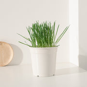 黑燕麥 | 頂級貓草 | 豐富的維他命與礦物質 | 貓、狗、鼠、兔、鳥、烏龜皆可 | 陽光植物