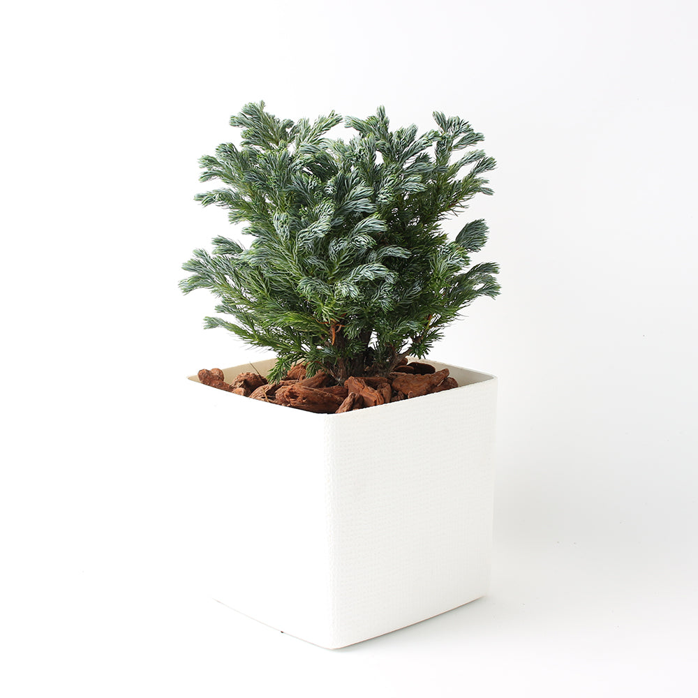 藍柏盆栽｜翠柏｜陽光植物