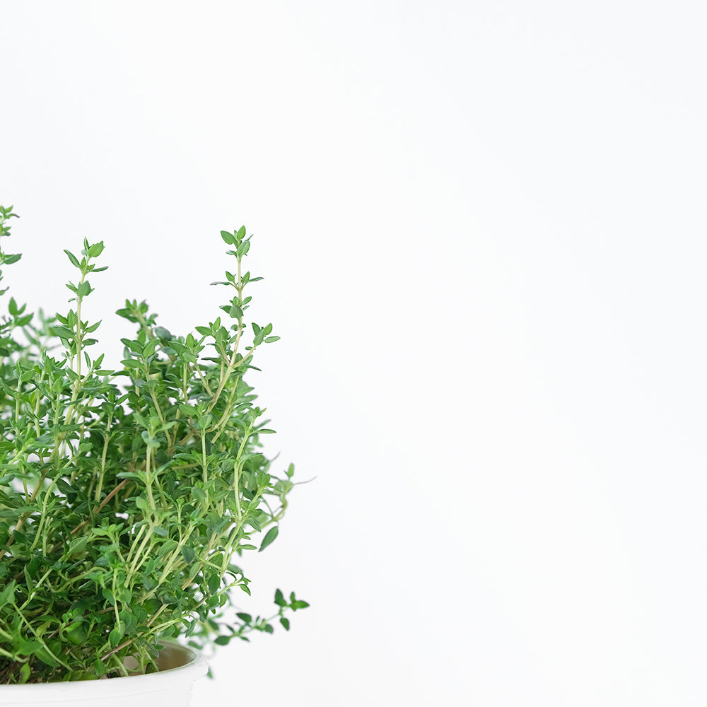 英國冬季百里香 | 料理百里香 | 南瓜、馬鈴薯、地瓜、雞肉｜陽光植物