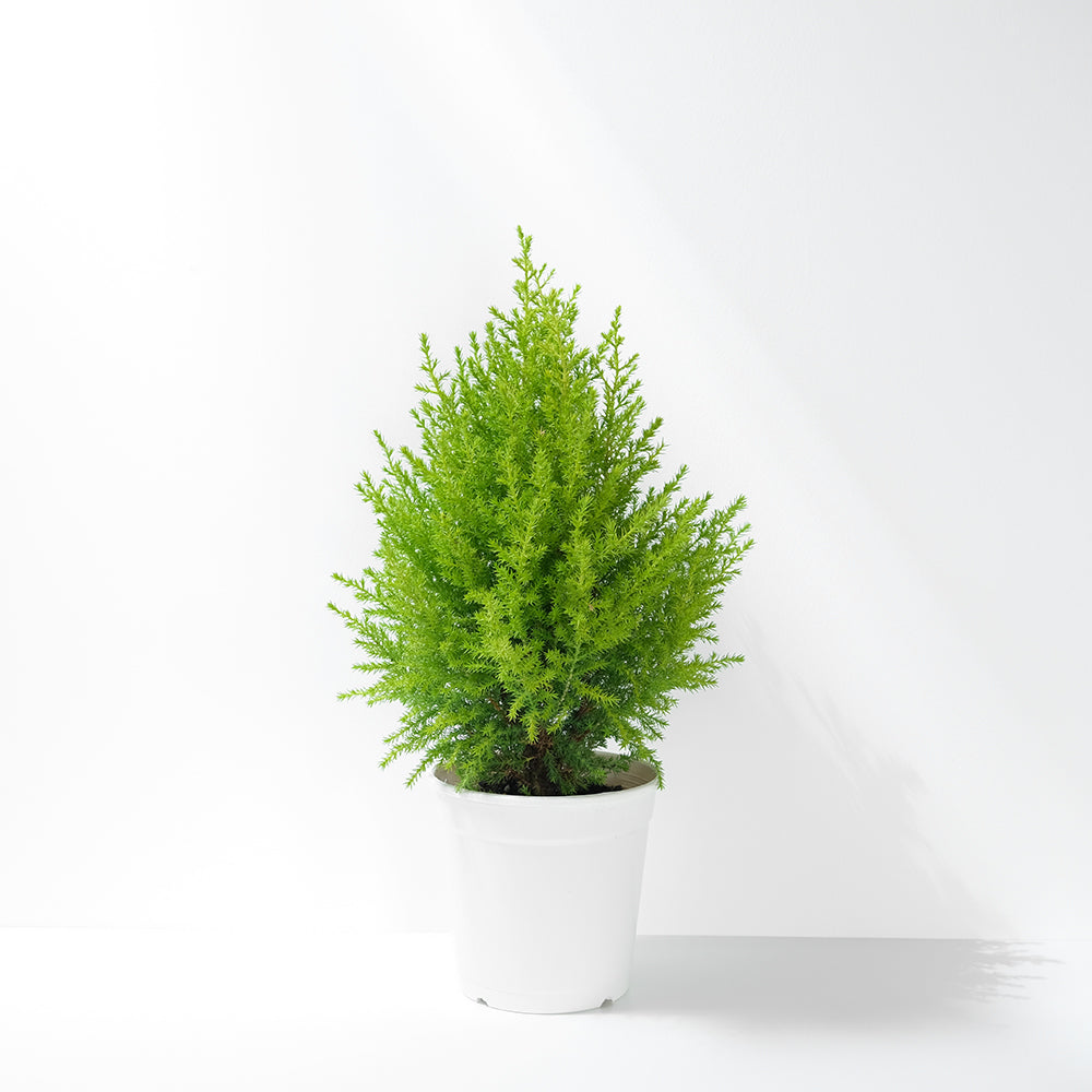 香冠柏 | 最受歡迎的耶誕樹 | 有香氣 | 可放室內光亮處一個月  | 陽光植物