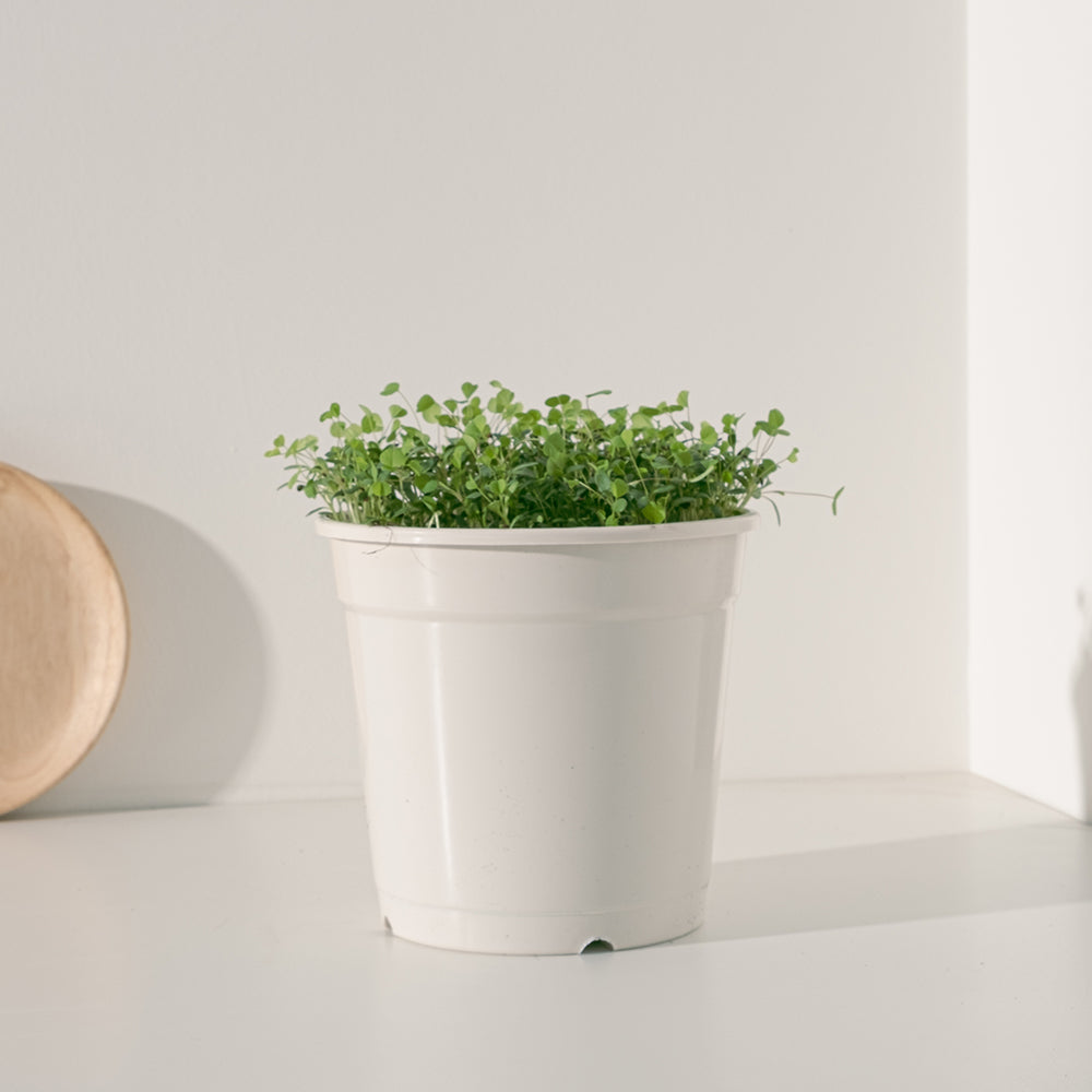 苜蓿 | 牧草之王 | 紫花苜蓿 | 高鈣、高蛋白、纖維質較低 | 貓、狗、鼠、兔、鸚鵡、鳥、烏龜 | 陽光植物