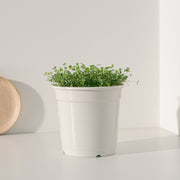 苜蓿 | 牧草之王 | 紫花苜蓿 | 高鈣、高蛋白、纖維質較低 | 貓、狗、鼠、兔、鸚鵡、鳥、烏龜 | 陽光植物