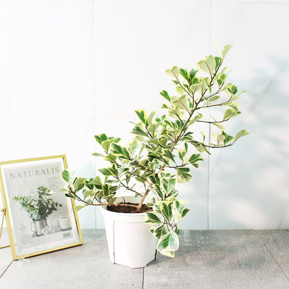 斑葉三角榕 | 牛奶榕 | 花葉榕 | 陽光植物