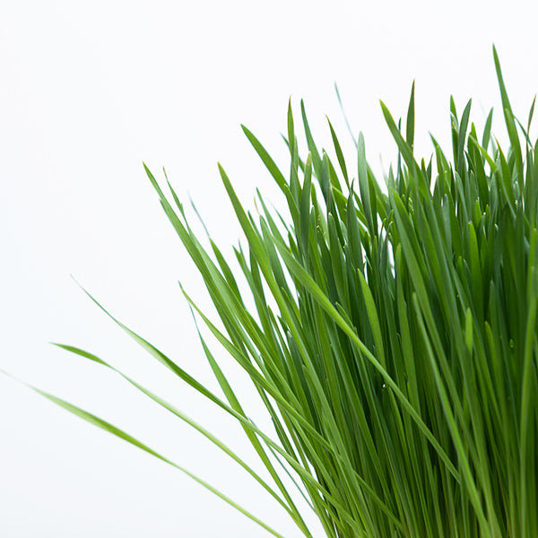 黑燕麥 | 頂級貓草 | 豐富的維他命與礦物質 | 貓、狗、鼠、兔、鳥、烏龜皆可 | 陽光植物