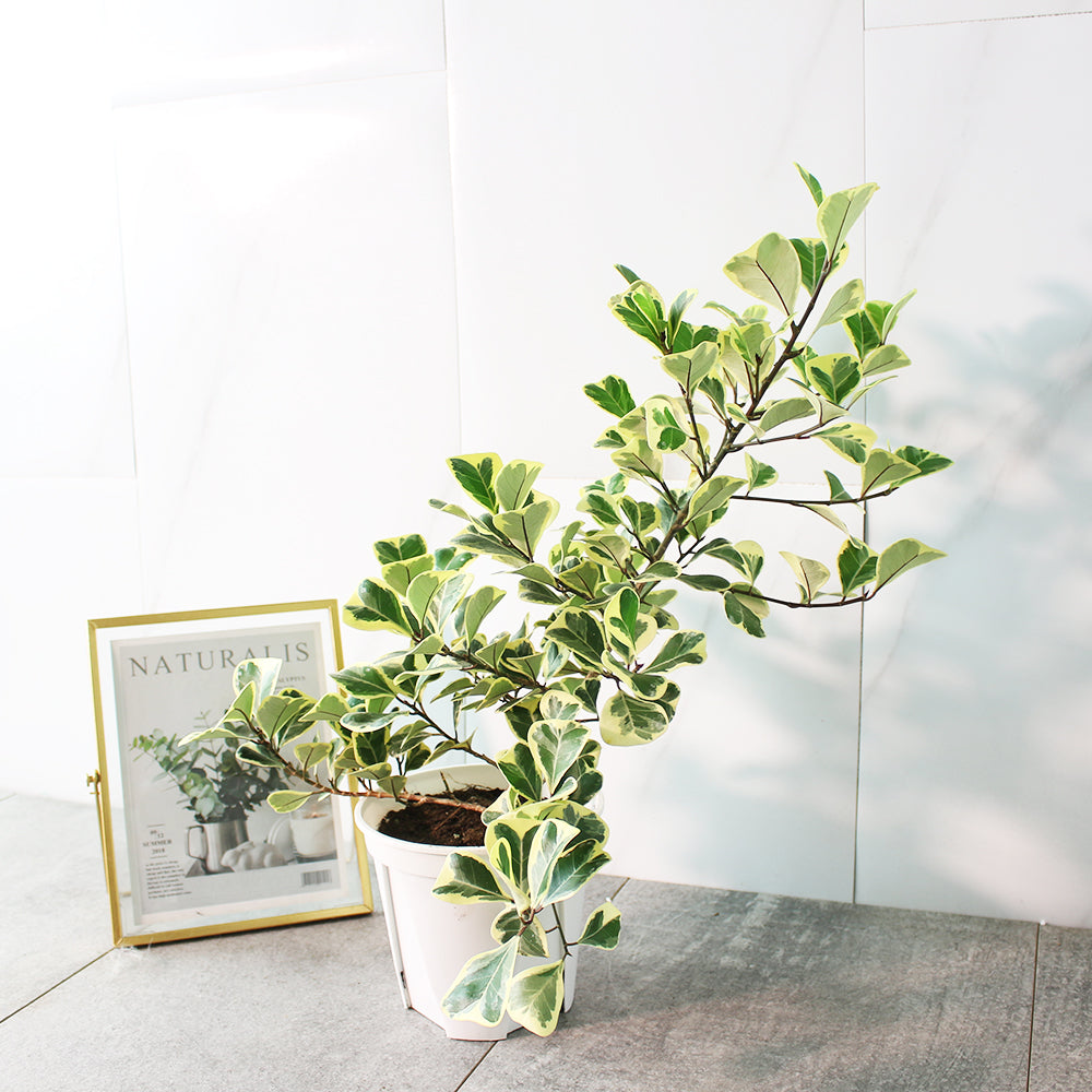 斑葉三角榕 | 牛奶榕 | 花葉榕 | 陽光植物