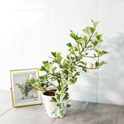斑葉三角榕 | 牛奶榕 | 花葉榕 | 陽光植物