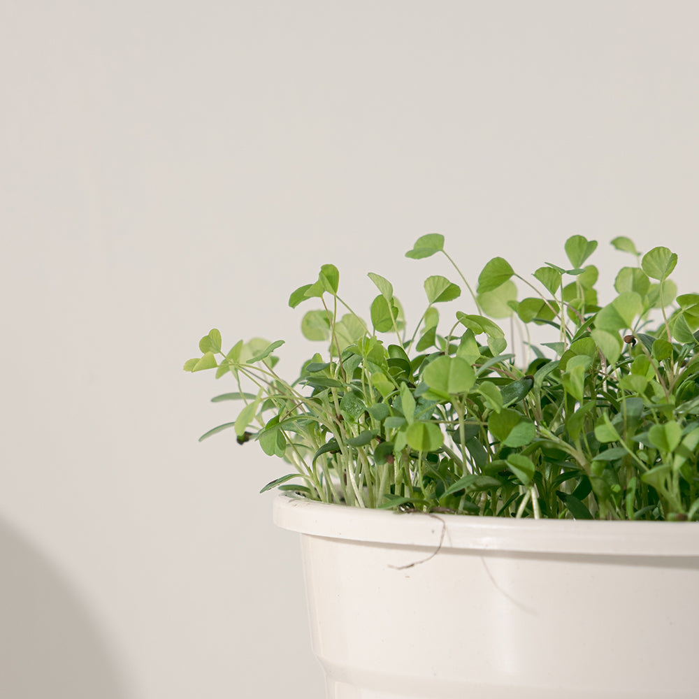 苜蓿 | 牧草之王 | 紫花苜蓿 | 高鈣、高蛋白、纖維質較低 | 貓、狗、鼠、兔、鸚鵡、鳥、烏龜 | 陽光植物