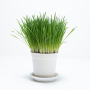 黑燕麥 | 頂級貓草 | 豐富的維他命與礦物質 | 貓、狗、鼠、兔、鳥、烏龜皆可 | 陽光植物