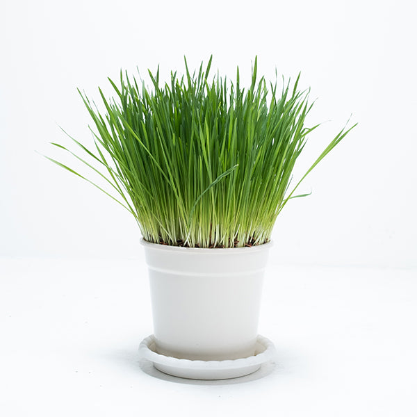 黑燕麥 | 頂級貓草 | 豐富的維他命與礦物質 | 貓、狗、鼠、兔、鳥、烏龜皆可 | 陽光植物