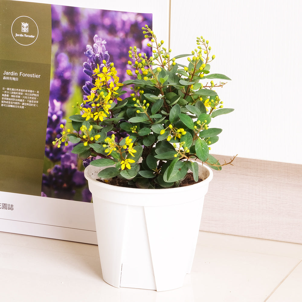 金英花 | 花期是春天到秋天 | 照顧容易 | 陽光植物