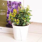 金英花 | 花期是春天到秋天 | 照顧容易 | 陽光植物