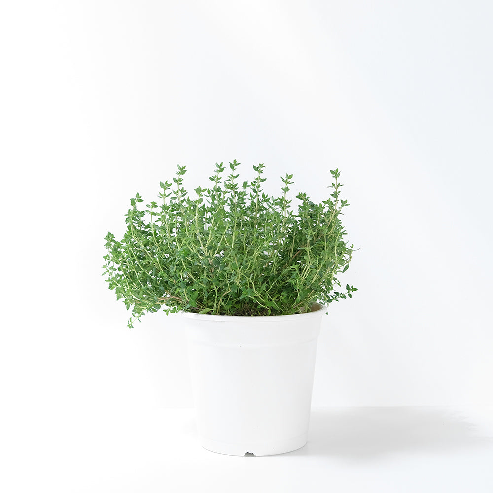 英國冬季百里香 | 料理百里香 | 南瓜、馬鈴薯、地瓜、雞肉｜陽光植物