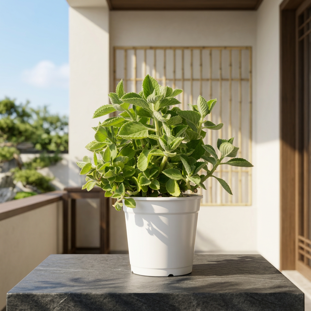 左手香｜招財避邪｜天然驅蟲｜到手香｜陽光植物