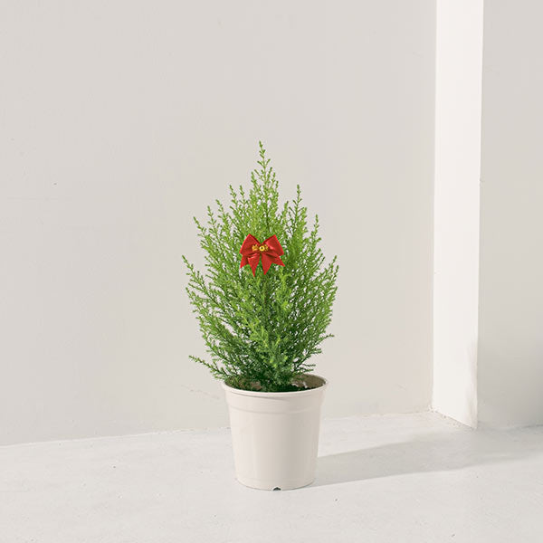 香冠柏 | 天然檸檬香氛聖誕樹 | 聖誕交換禮物首選 | 陽光植物