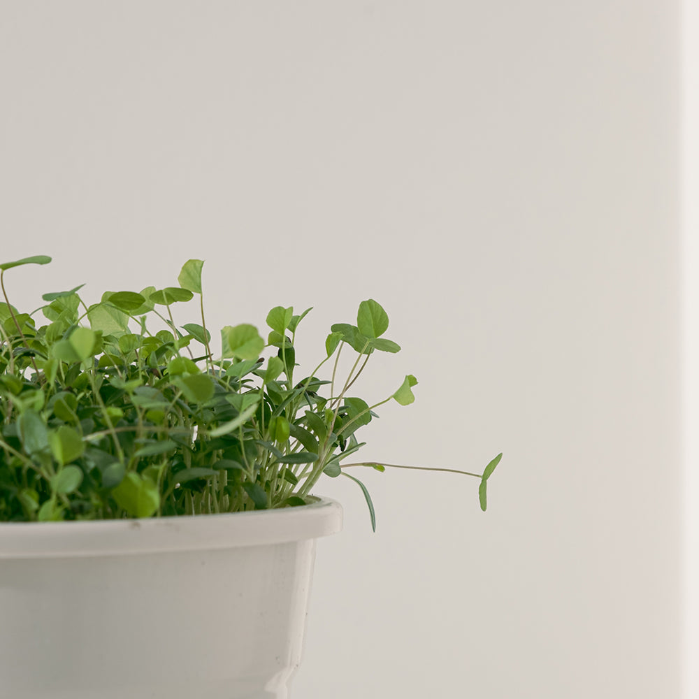 苜蓿 | 牧草之王 | 紫花苜蓿 | 高鈣、高蛋白、纖維質較低 | 貓、狗、鼠、兔、鸚鵡、鳥、烏龜 | 陽光植物