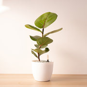 海葡萄｜水耕｜陸龜友善植物｜圓滿與人際和諧｜陽光植物