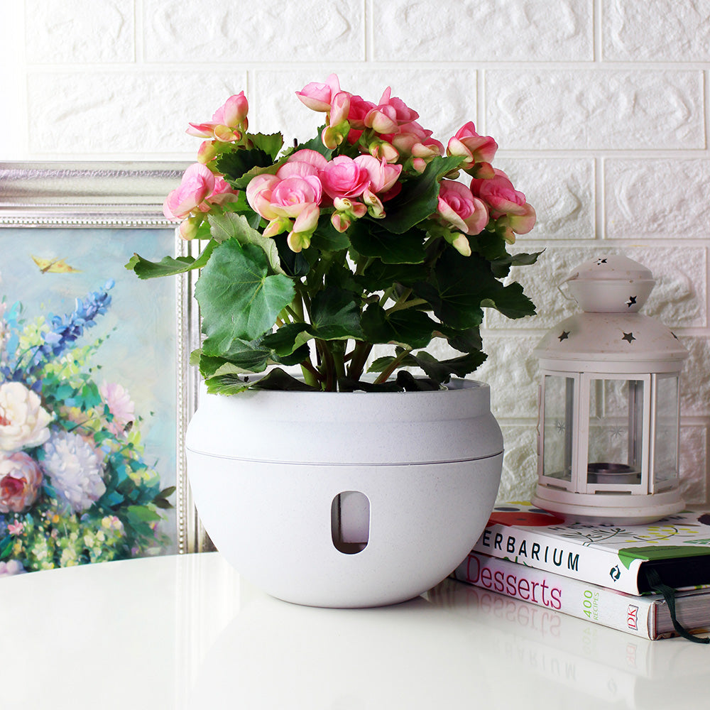 麗格海棠 | 開花量大 | 玫瑰海棠｜陽光植物｜花色隨機出貨