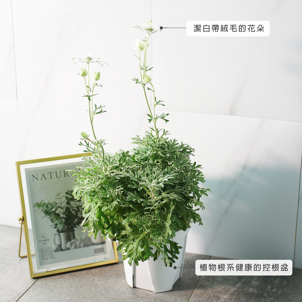 法絨花 | 法蘭絨花 | 切花的夢幻花材 | 陽光植物 | 黃金會員以上限定
