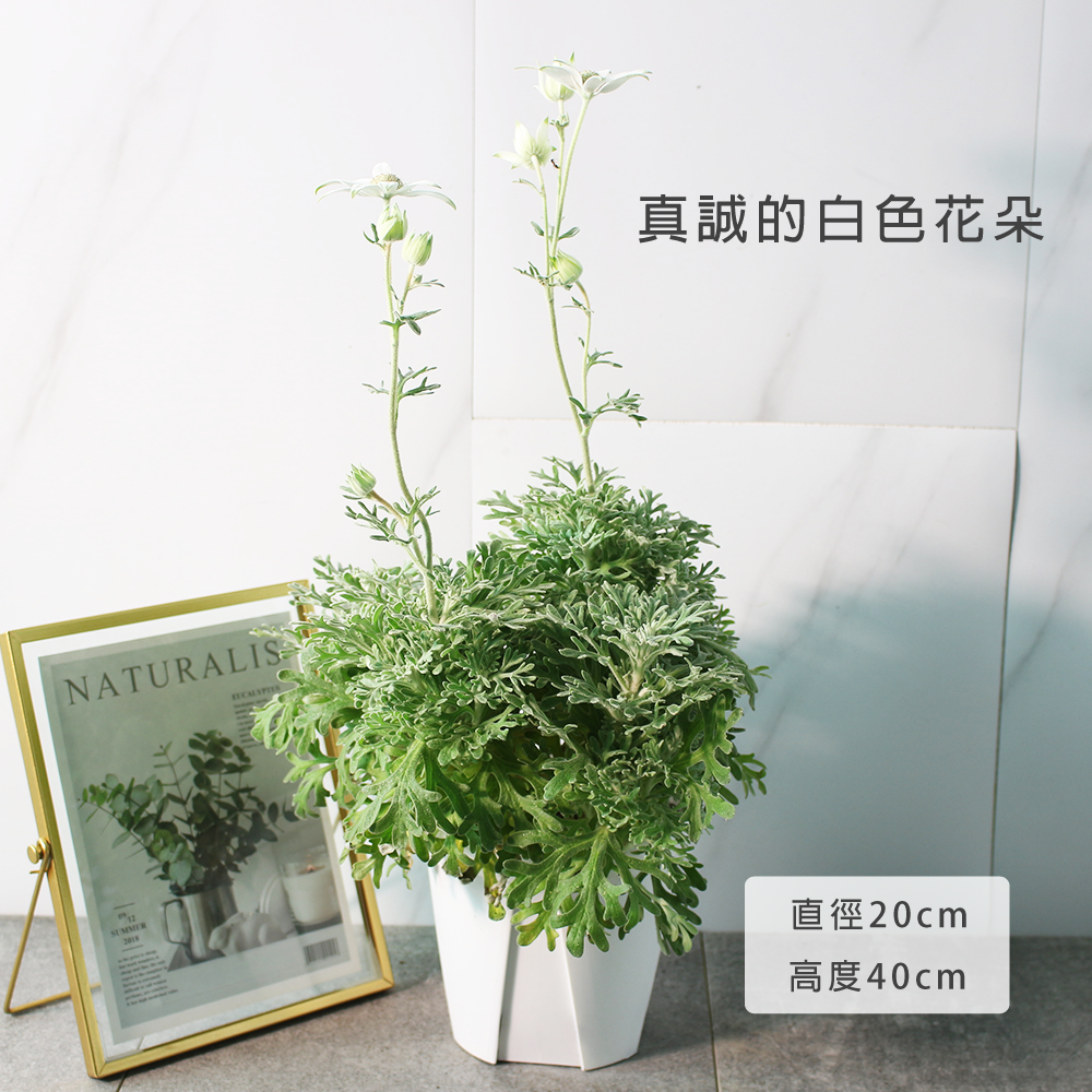 法絨花 | 法蘭絨花 | 切花的夢幻花材 | 陽光植物 | 黃金會員以上限定